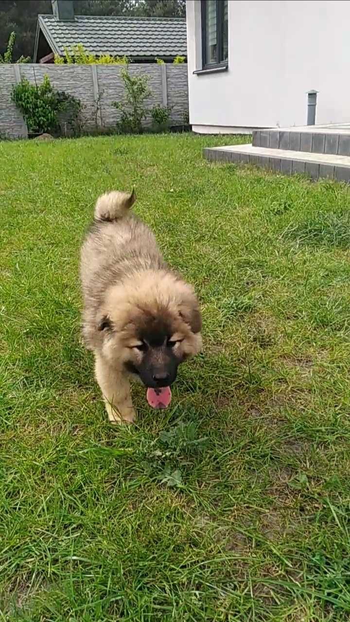 Eurasier - chłopak