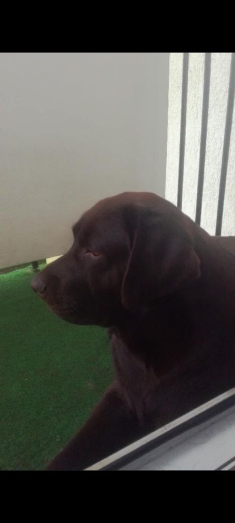 Labrador Retriever czekoladowy  REZERWACJA