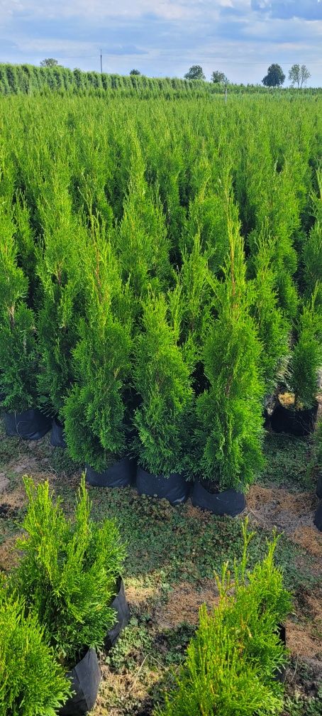 Tuja Smaragd 120 cm tuje 100 brabant zywotnik laurowismia Białystok