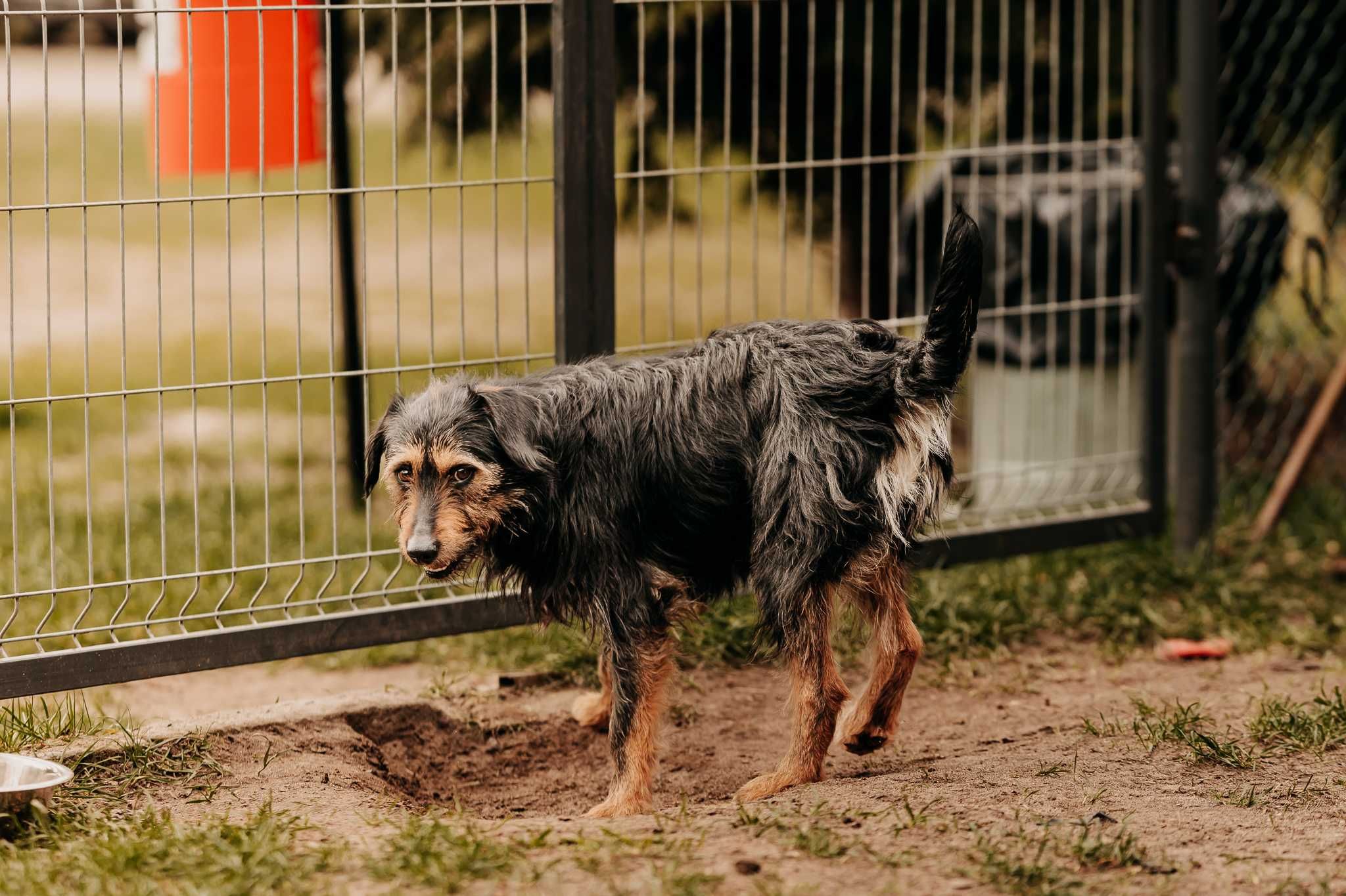 Szorstkowłosy Kapsel poleca się do adopcji