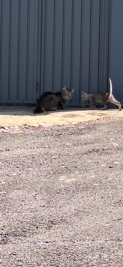 Gatinhos para adoção
