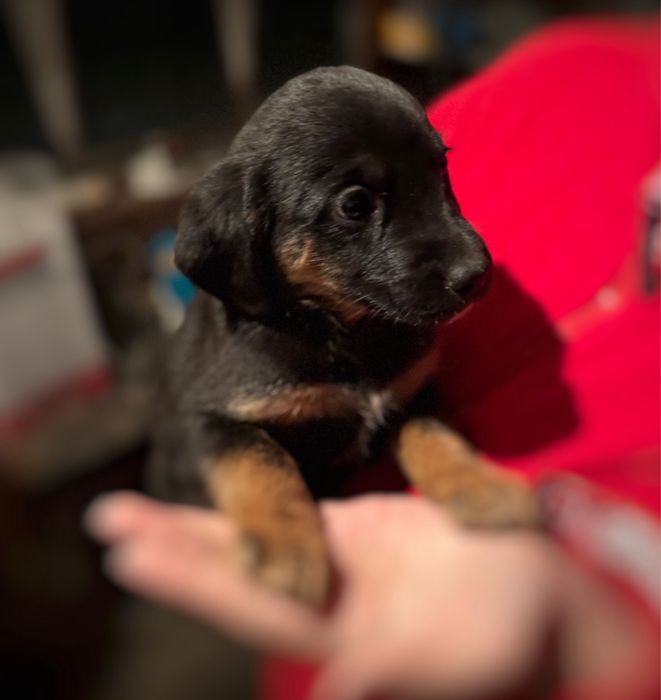 Oddam Pieski w dobre ręce