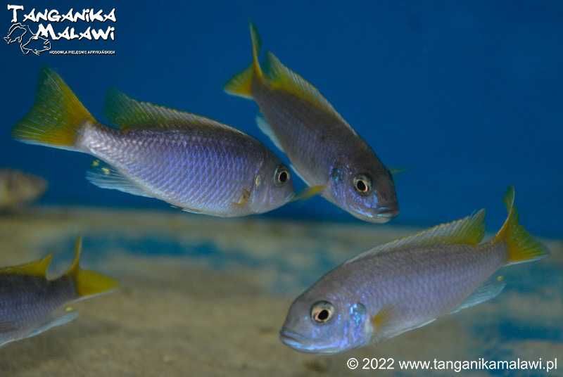 Pyszczak Pseudotropheus sp. „acei” Luwala Reef  TanganikaMalawi