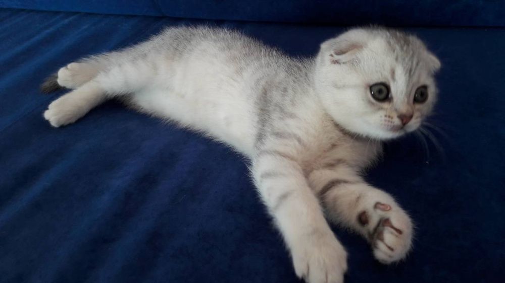 Шотландский вислоухий кот Бакс ищет девочку для вязки