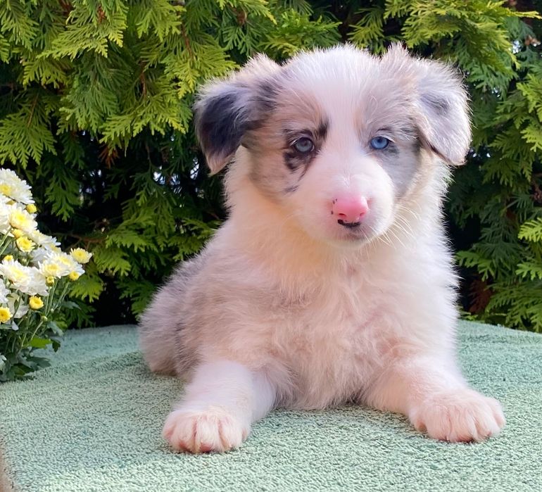Border Collie suczka ARIA