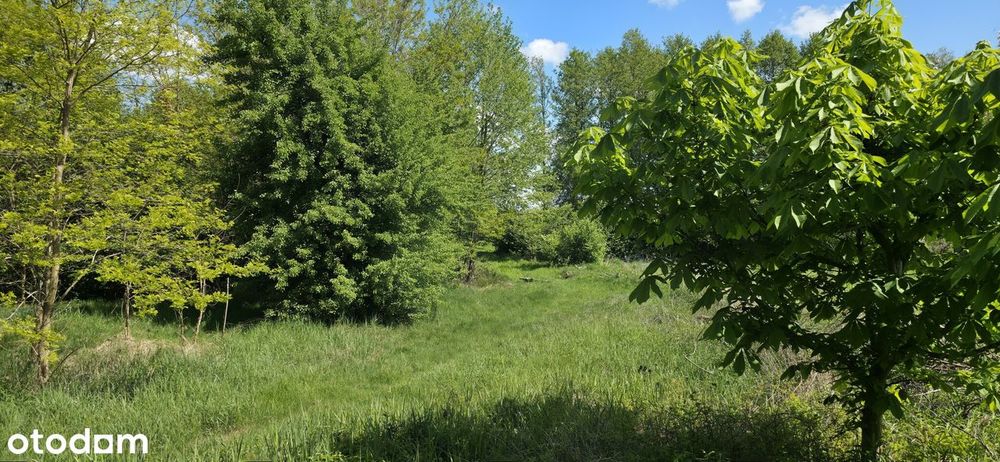 Sprzedam pięć działek w miejscowości Skoki Duże 46161m2