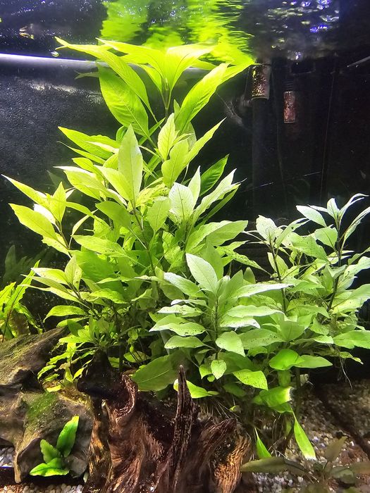 Roślina akwariowa orzechowiec