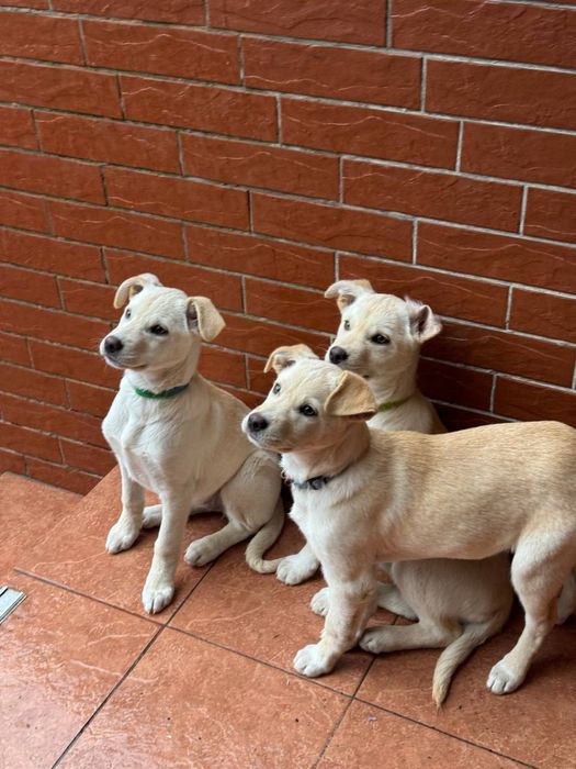 Цуценята дівчата безкоштвно ( метіс лабрадора)