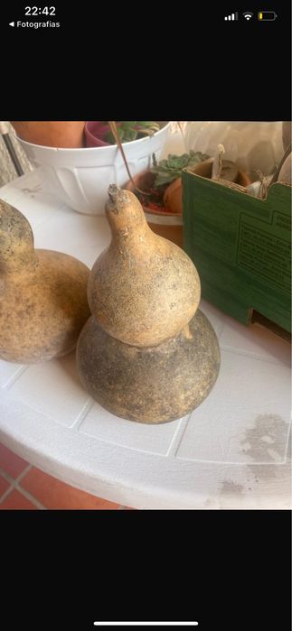 Cabaças para artesanato