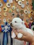 West highland white terrier - suczka - ZKwP/FCI.