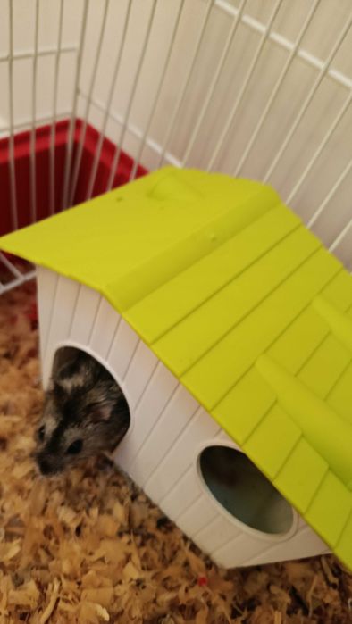 casa e bebedouro para hamster