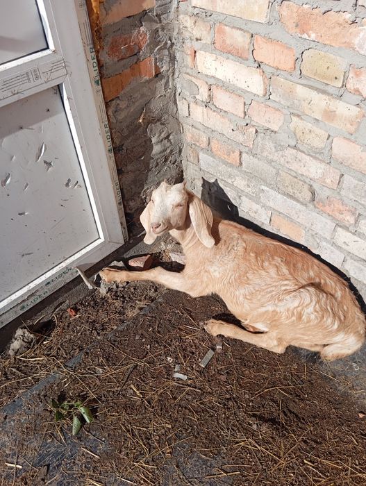 Продам англ нубійське козеня