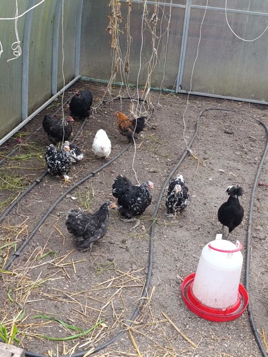 Karzełek kochin, kochin miniaturowy, silki