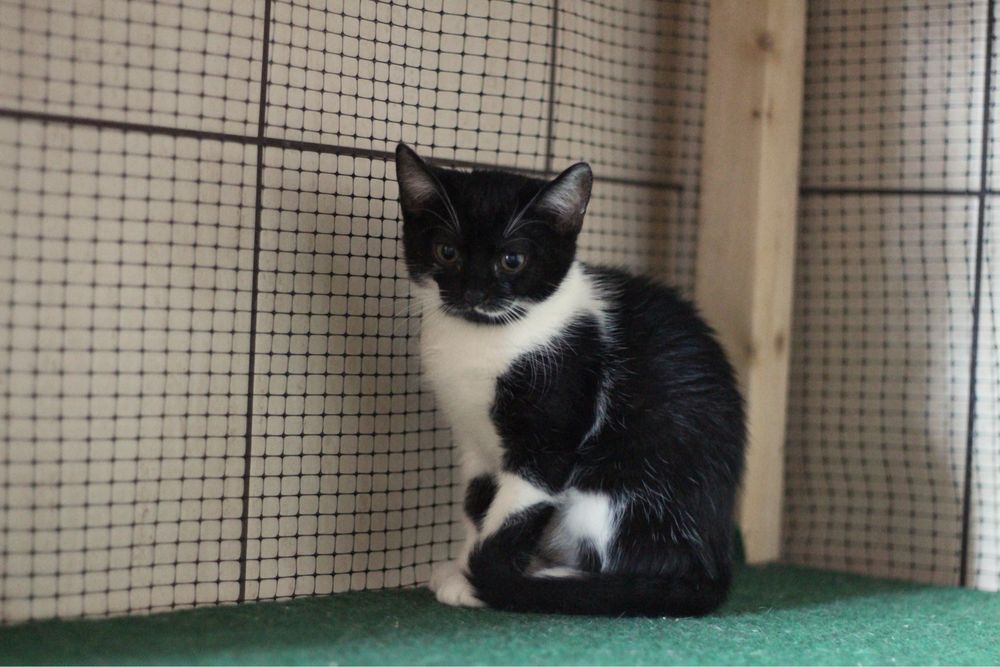 Kotki do adopcji