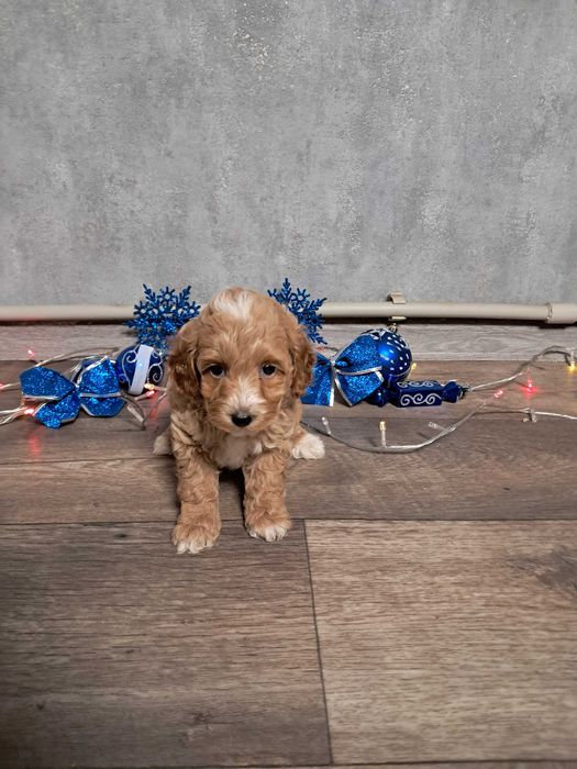 Продам міні мальтипу F1