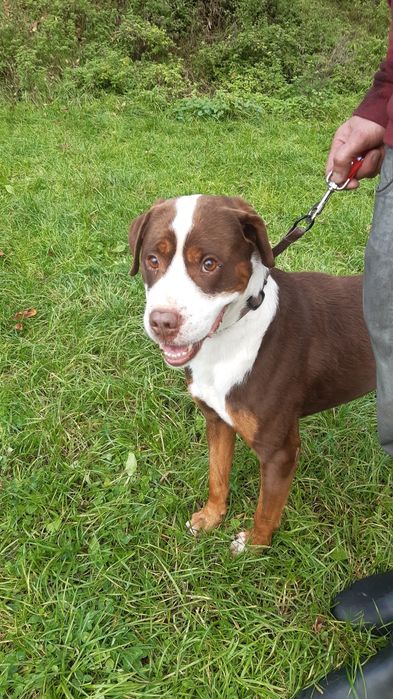 Śliczny młody piesek Dexter do adopcji ze schroniska.