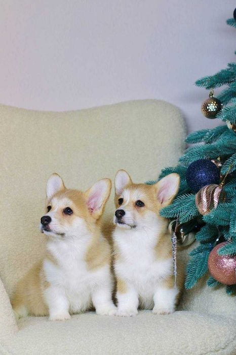 Urocze suczki Corgi — Sky i Space — szukają kochających domów