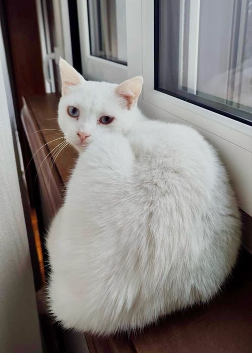 2 gatinhos machos para adoção reaponsável