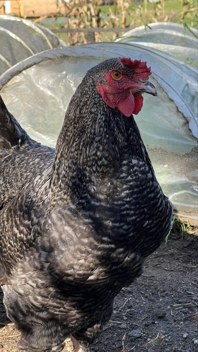 Galos Malines adultos