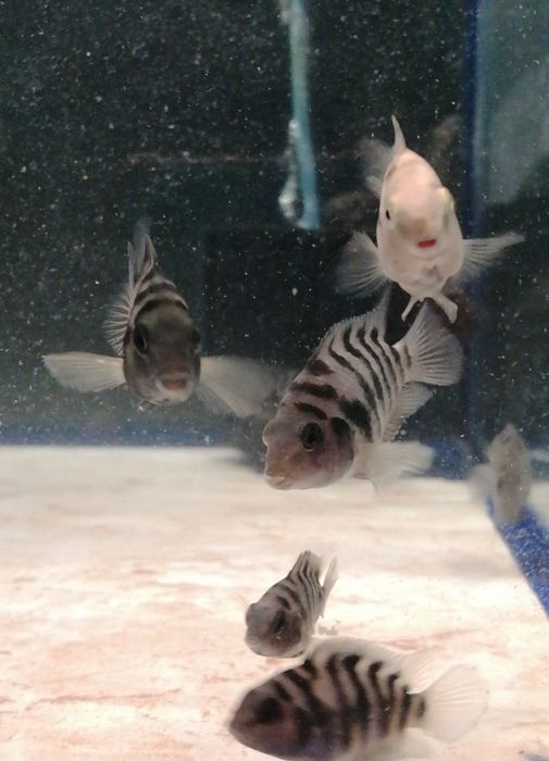 Acará do Congo juvenil