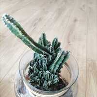 Kaktus (bez szkła)