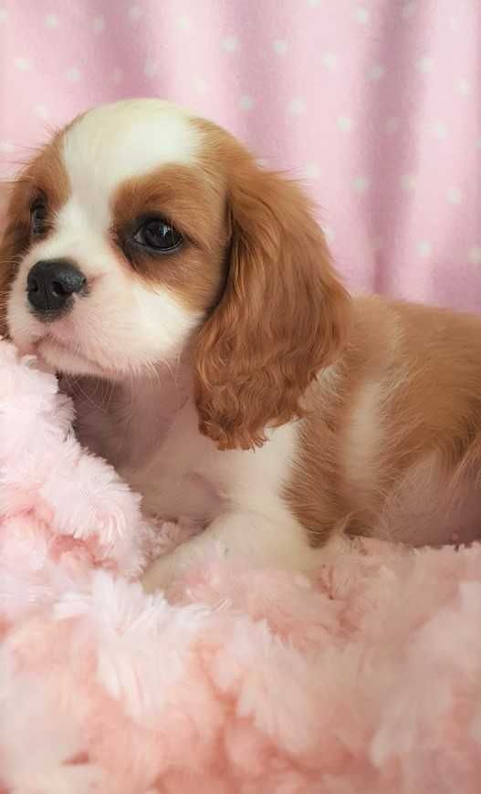 Piesek Cavalier King Charles Spaniel , po FCI. Do odbioru.