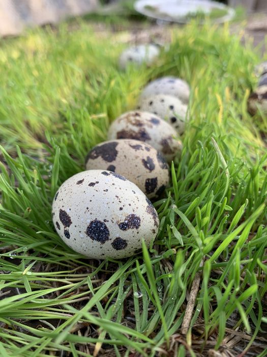 Інкубаційні яйця перепілки инкубационные яйца
