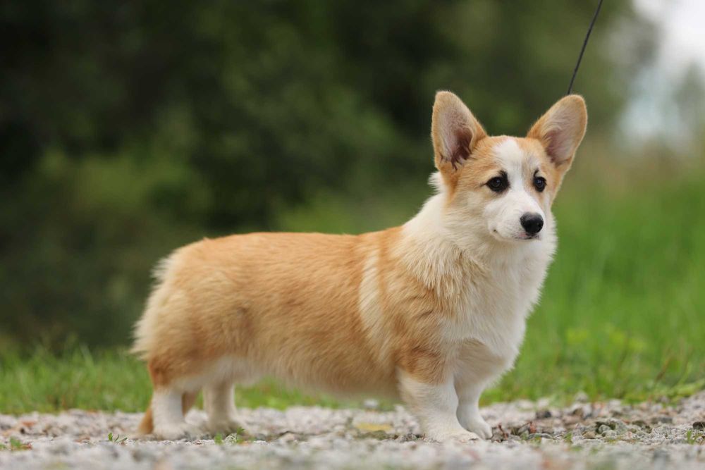 Welsh Corgi Pembroke piesek