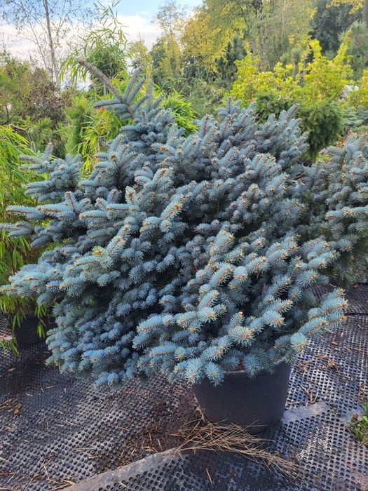 Swierk Hoopsii Swierk