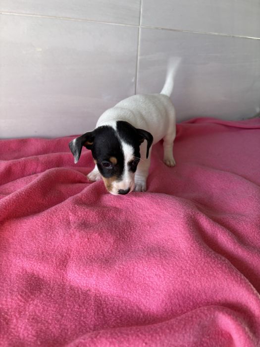 Jack rusell terrier femea