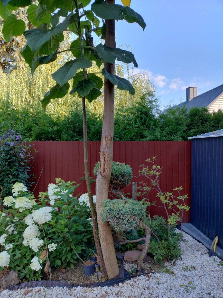 Paulownia drzewo tlenowe