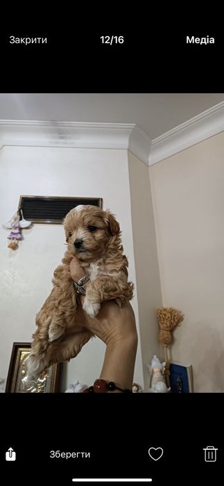 Тікап пудель міні і мальтіпу F1 ф2 дівчатка і хлопчики Ред  Львів.