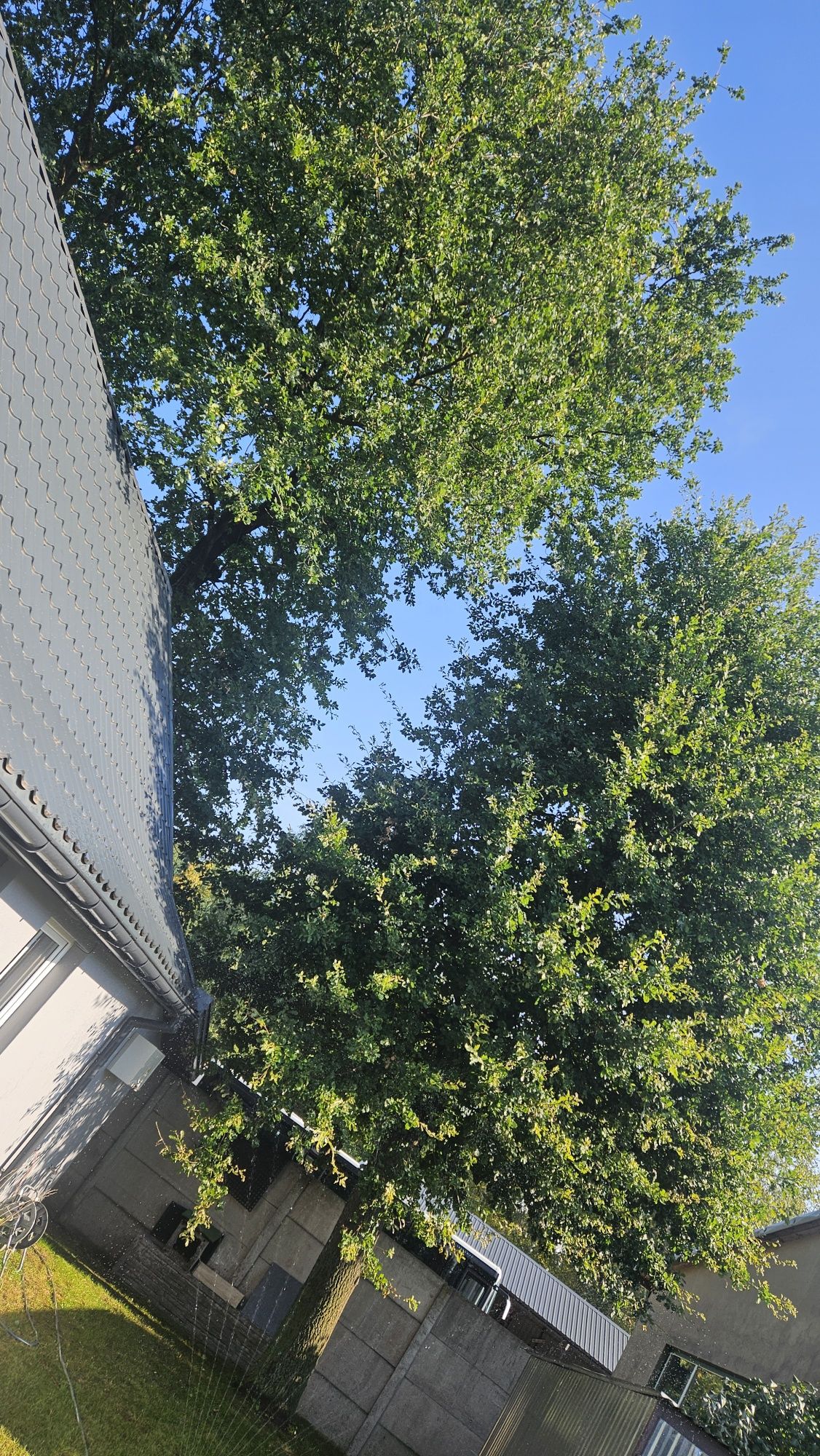 Sprzedam 3 dęby wycinka we własnym zakresie