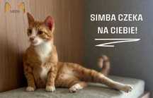 Simba, prawie jak ten filmowy