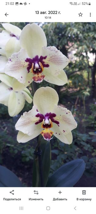 Продам гарну орхідею