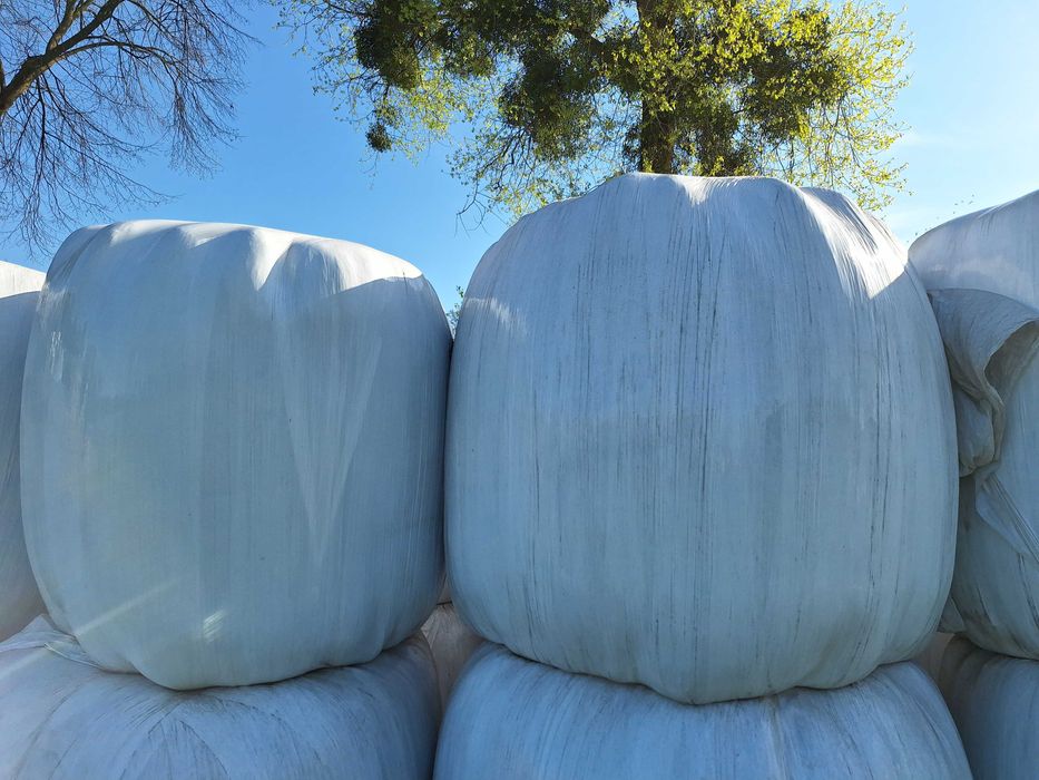 Sianoliszonka z traw oraz kiszonka z seradeli w baloty 120/130