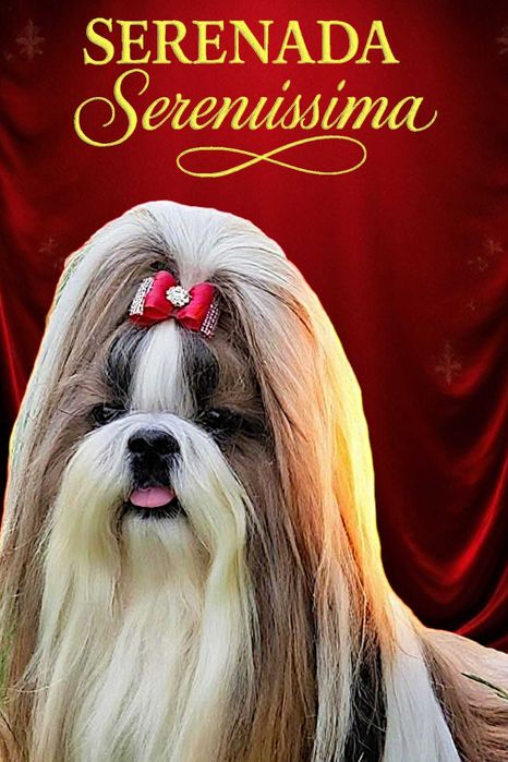 Shih-tzu FCI/ZKwP, chlopiec/ piekny czerwony kolor ZKwP/FCI