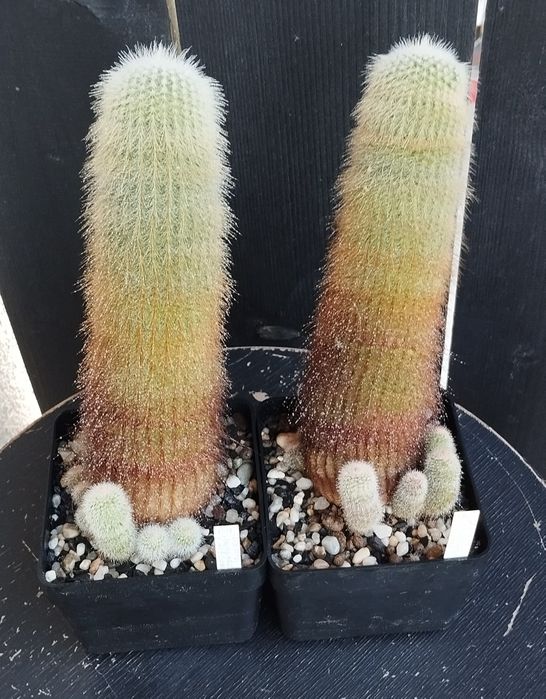 Kaktus eriocactus leninghausii 2 szuki