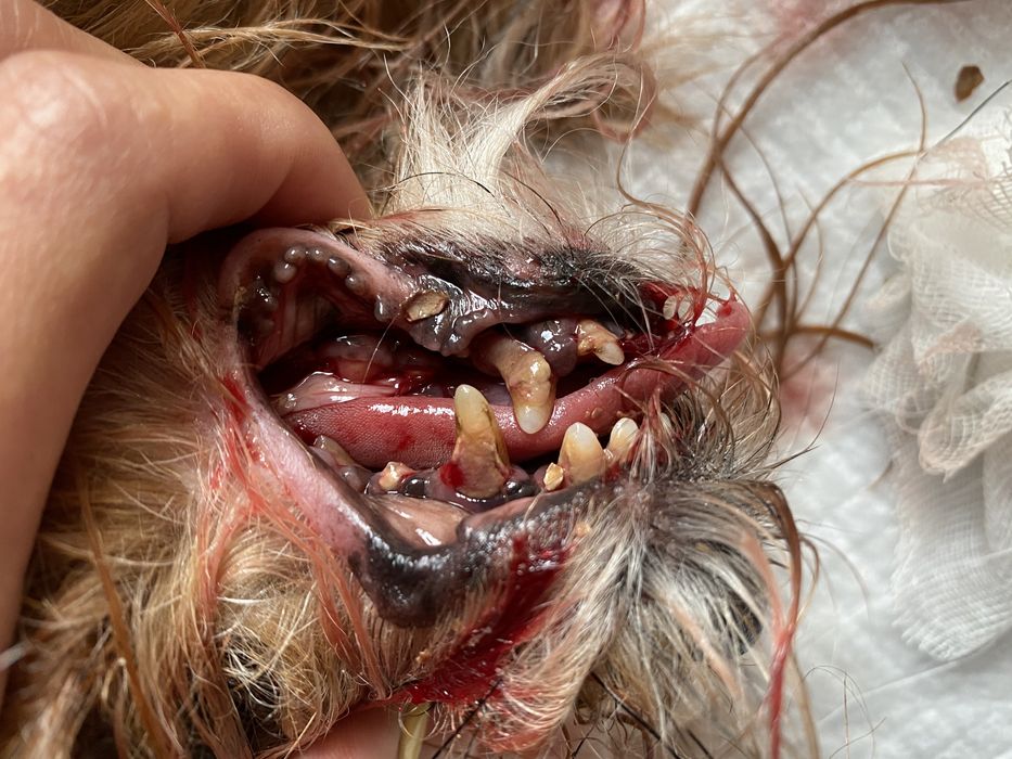 Ветеринарний лікар