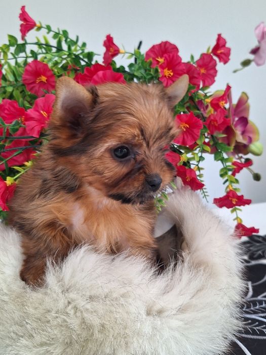 Yorkshire terrier z rodowodem
