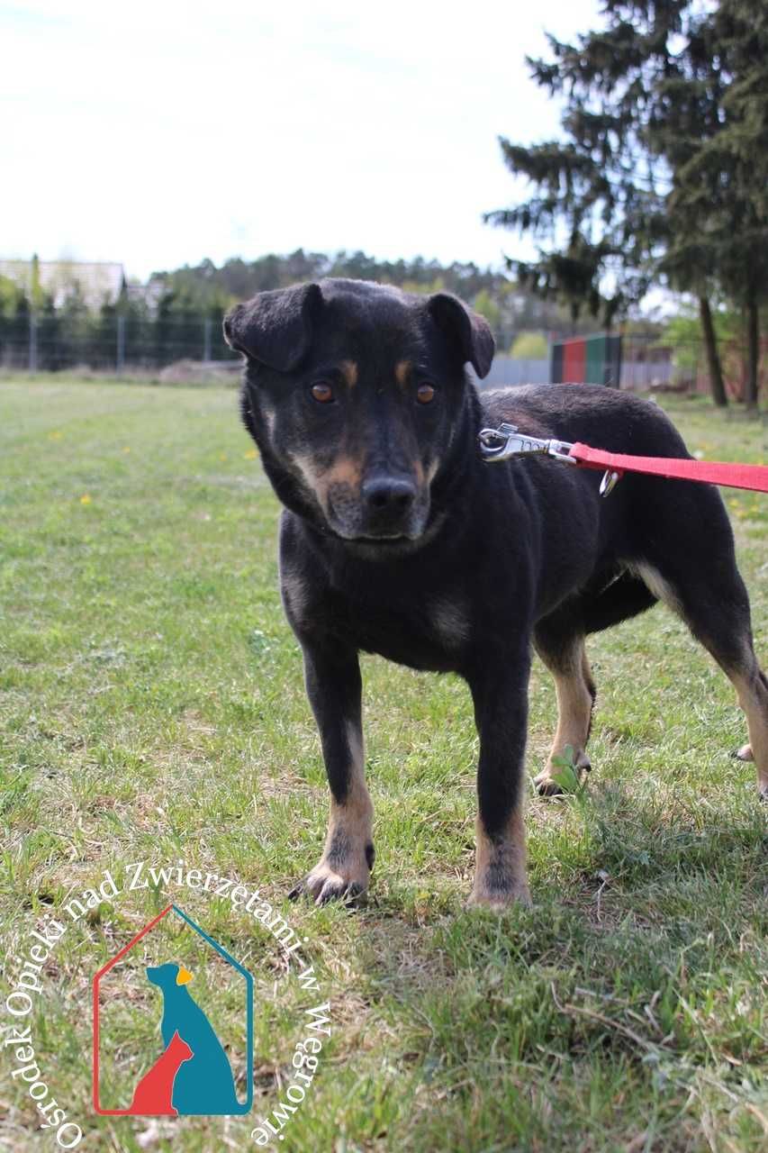 FARA szuka domu. Adoptuj!