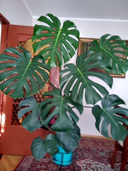 Kwiat monstera filodendron