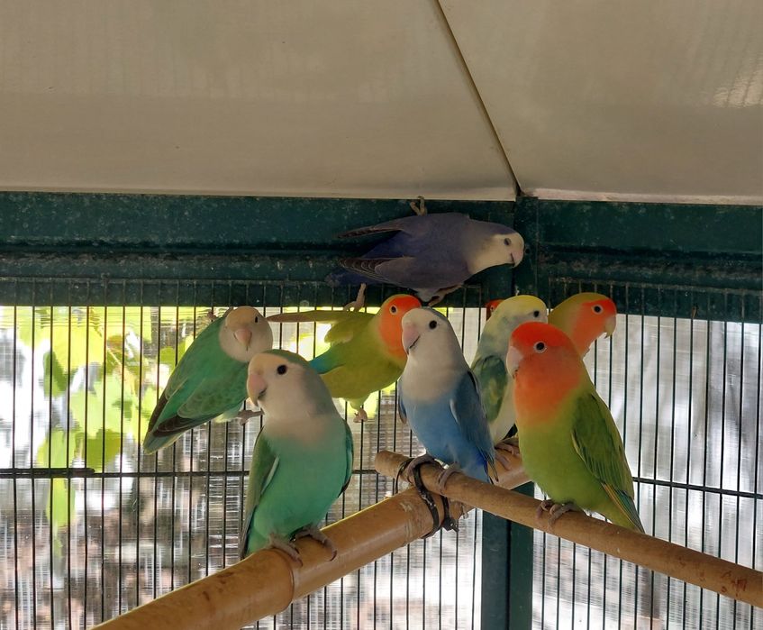 Rosicolies várias mutações