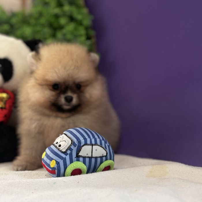 ляльковий Ведмедик шоу классу