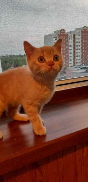 Отдам кота, в добрые руки