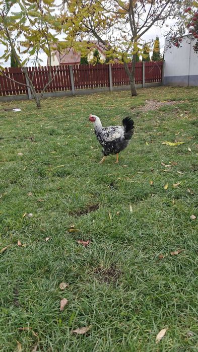 Wyandotte Srebrnołuskowana kogut