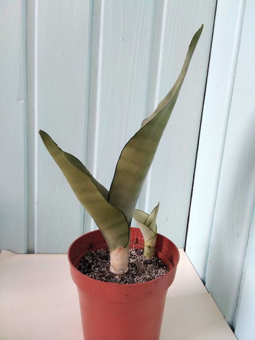 Сансевиерия Муншайн Голден флейм Лауренти Бонселенсис Самурай