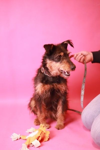 daj mi dom! Jestem prawie jak rasowy terier