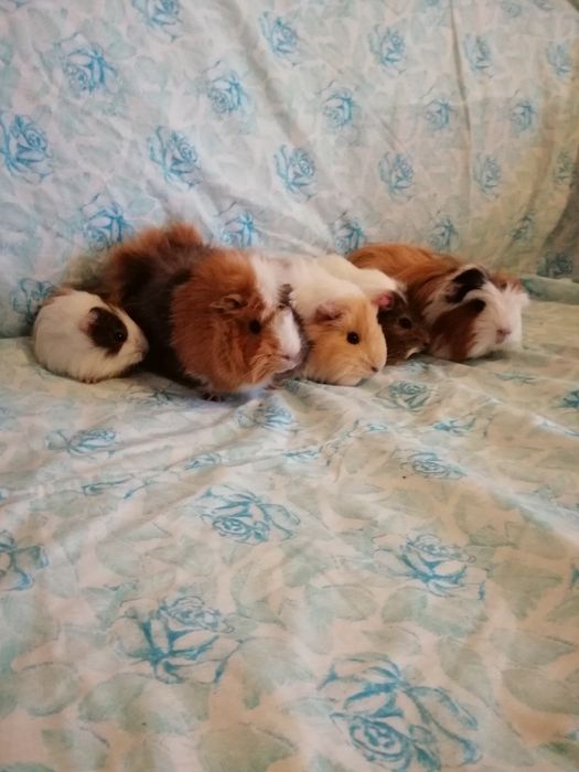 Świnka morska świnki morskie kawia domowa