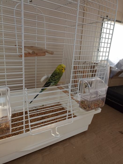 Papuga falista + klatka z wyposażenia